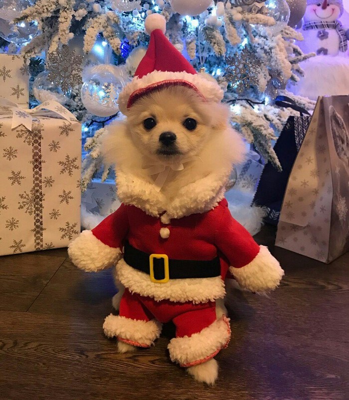 Santa Lapkus - Dog, Not mine, New Year, Father Frost, Longpost