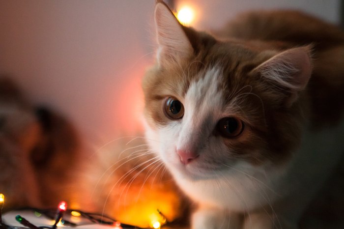 Happy New Cat! - My, New Year, cat, Lamp character, , , Catomafia