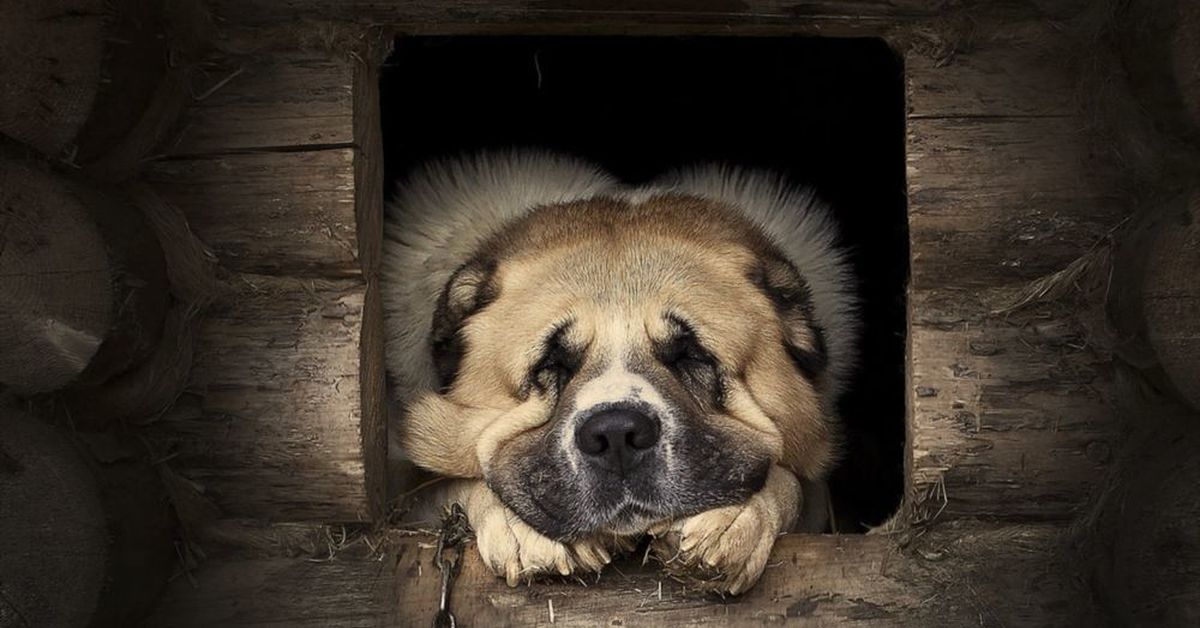 Придумать свой рассказ. Собака рычит и гавкает. Слышался тихий едва различимый лай собаки. Лаяние собаки. Грустные стихи про животных до слёз.