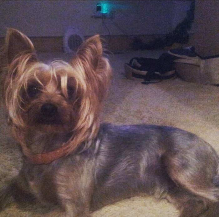 Lost dog! [Found] - My, Lost, Help, Moscow, Basmanny district, Dog, The dog is missing, Moscow Metro, Yorkshire Terrier