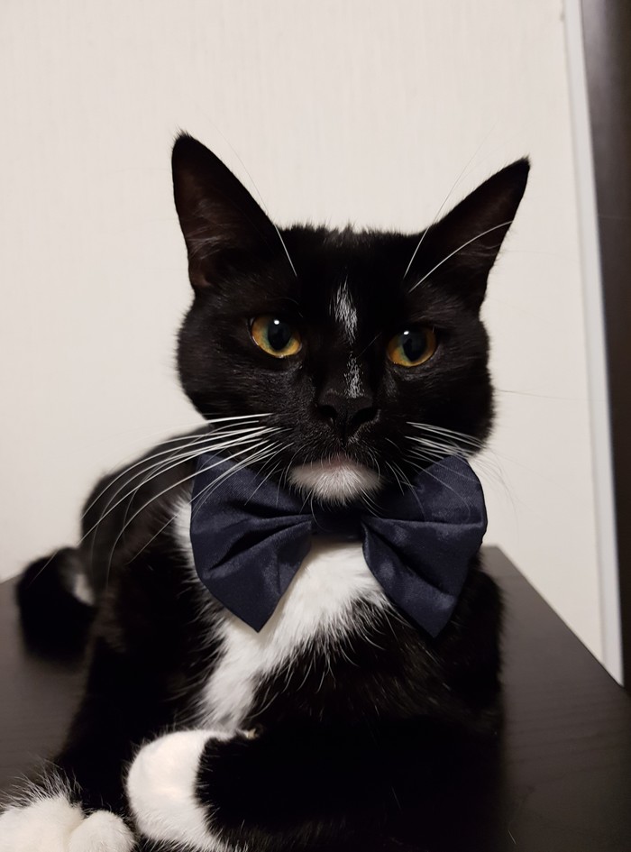 Мой вальяжный красавец.