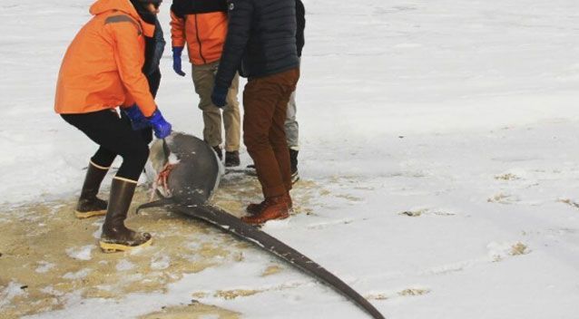 Frozen sharks being harvested on Massachusetts beaches - Shark, Winter, Frost, America, news, Longpost