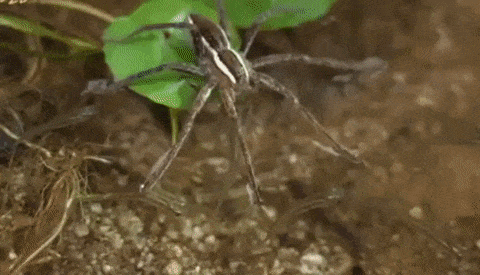 They also know how to fish. - GIF, Spider, Water, A fish, Slow motion