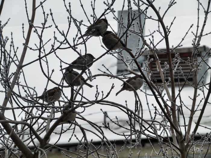 Morning... January 2nd. Novosibirsk - My, Novosibirsk, Morning, dawn, Sparrow