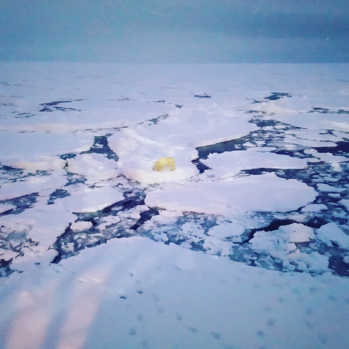 Happy New Year! - My, Polar bear, Icebreaker, Victory Day, May 9 - Victory Day