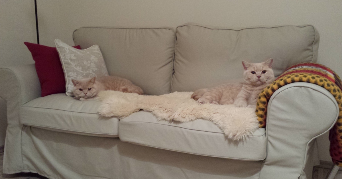 Cat sofa розовые. Кот на диване. Диван кошка. Котик на диване. Уютный кот на диване.
