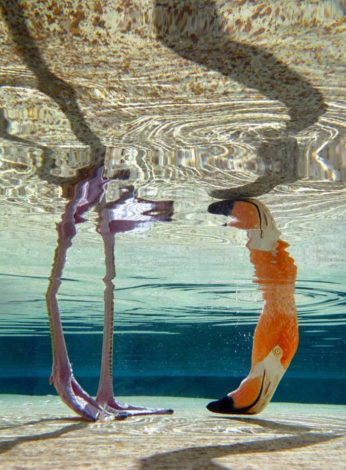 Ku-ku - Water, Flamingo, Diving, Dive