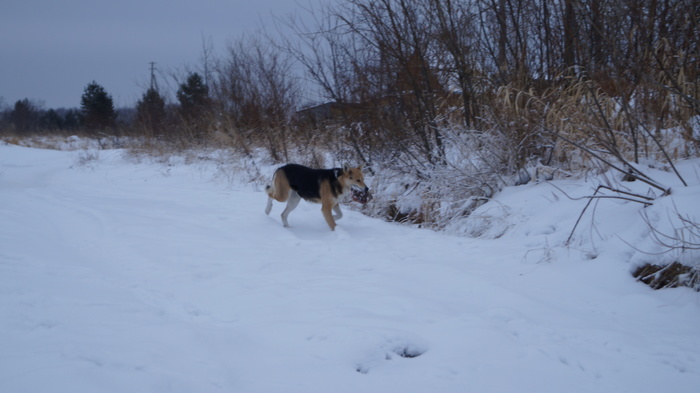 thief dog - My, Dog, Winter, Theft, Village, Theft