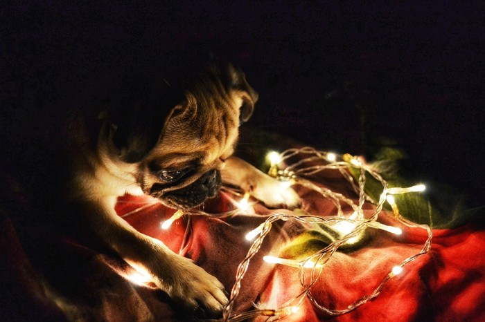 Lights - My, Pug, New Year, Garland, Dog