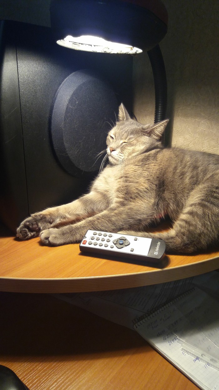 music lover cat - My, cat, Cat with lamp, Music