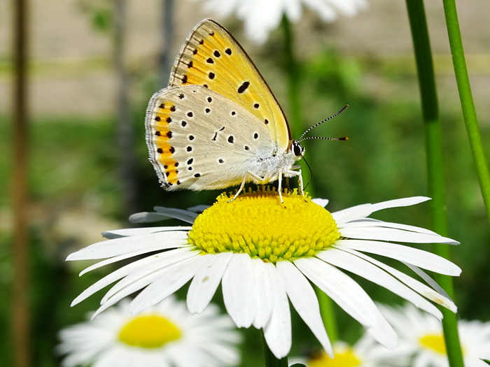 Dove Icarus - My, Macro photography, Butterfly, golubyanka, Chamomile, beauty