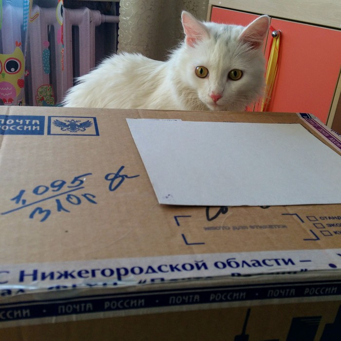 A gift from Nizhny Novgorod to Gorno-Altaisk - My, Secret Santa, Gift exchange, Box and cat, Longpost, cat