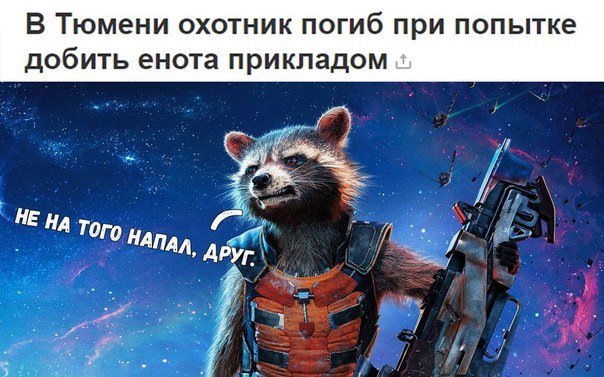 The raccoon strikes back - Raccoon, Hunting, Guardians of the Galaxy, Raccoon Rocket, Tyumen, The photo, From the network, Marvel