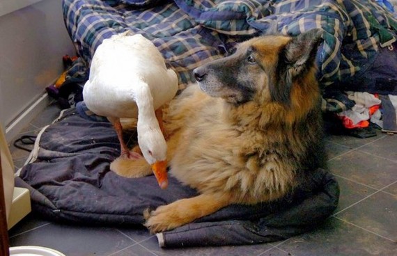 How a goose saved an aggressive dog from euthanasia - Dog, Goose, Гусь, friendship, Longpost