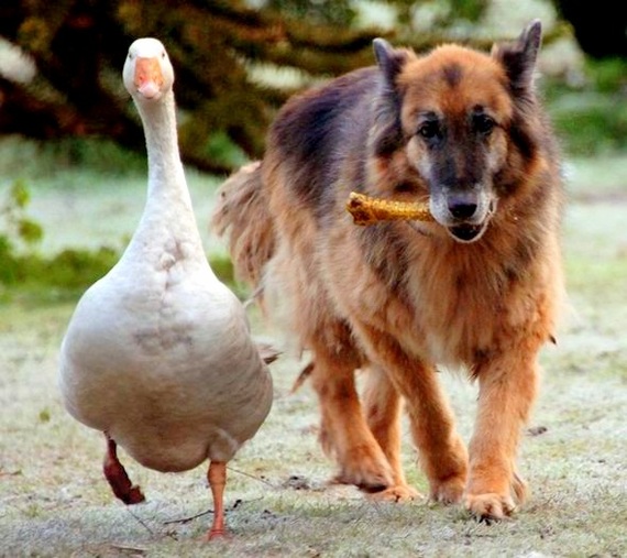 How a goose saved an aggressive dog from euthanasia - Dog, Goose, Гусь, friendship, Longpost