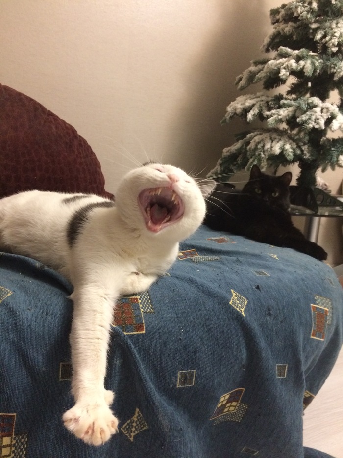 Мой ласковый и нежный!