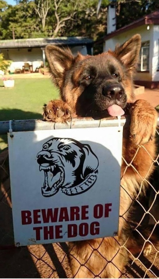 Beware of angry dogs - Dog, Images, Humor, Longpost