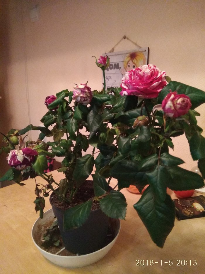 Спасти ещё можно?