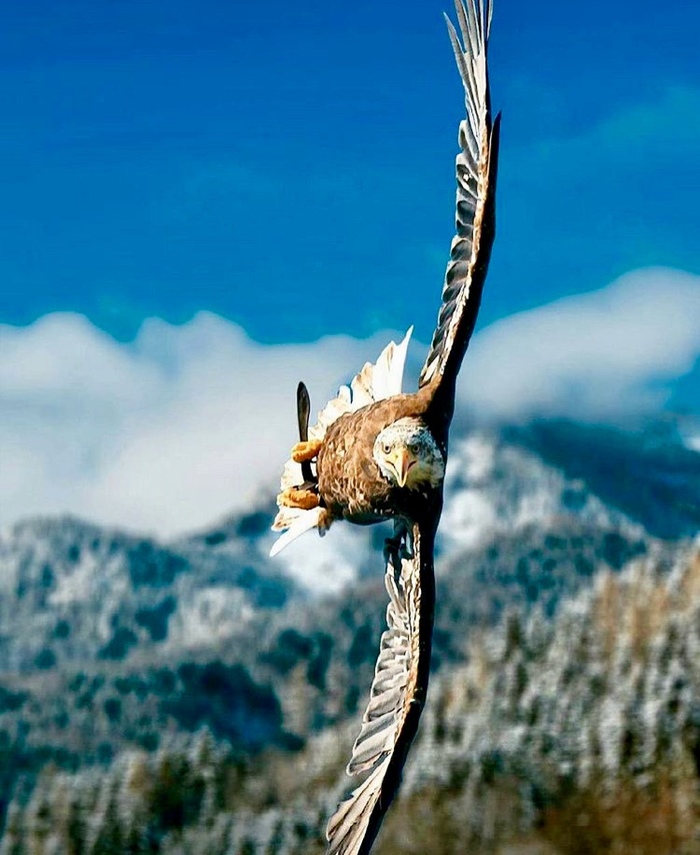 Бреющий полёт | Пикабу