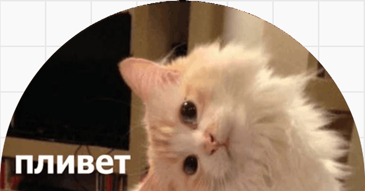 Создать мем "мем котик туть, где дима, создать мем" - Картинки - Meme-arsenal.co