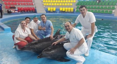 Doctors from a regular clinic saved a dolphin's life in Astana. - The medicine, Dolphin, Animals, Astana, Text