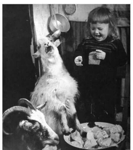 When you and your goat find bread so fucking funny - Drug fight, Goat, Bread, Children, 9GAG