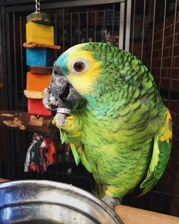 Portuguese handsome man - My, A parrot, Birds, Travels