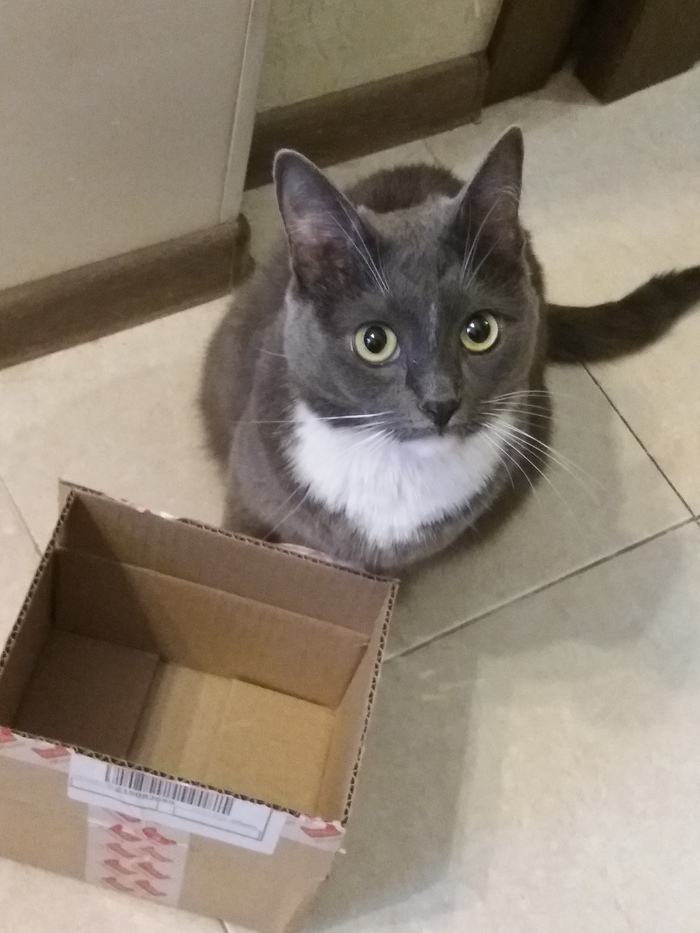 After an unsuccessful attempt to get into the box - My, cat, Box, 