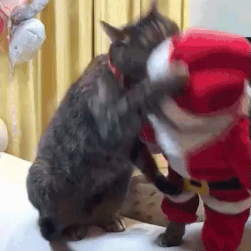 Where is my gift, Secret Santa!? - cat, Gift exchange, Secret Santa, , Not mine, GIF