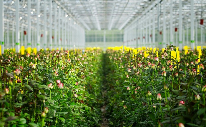 Photos from work - Greenhouse, My, Work