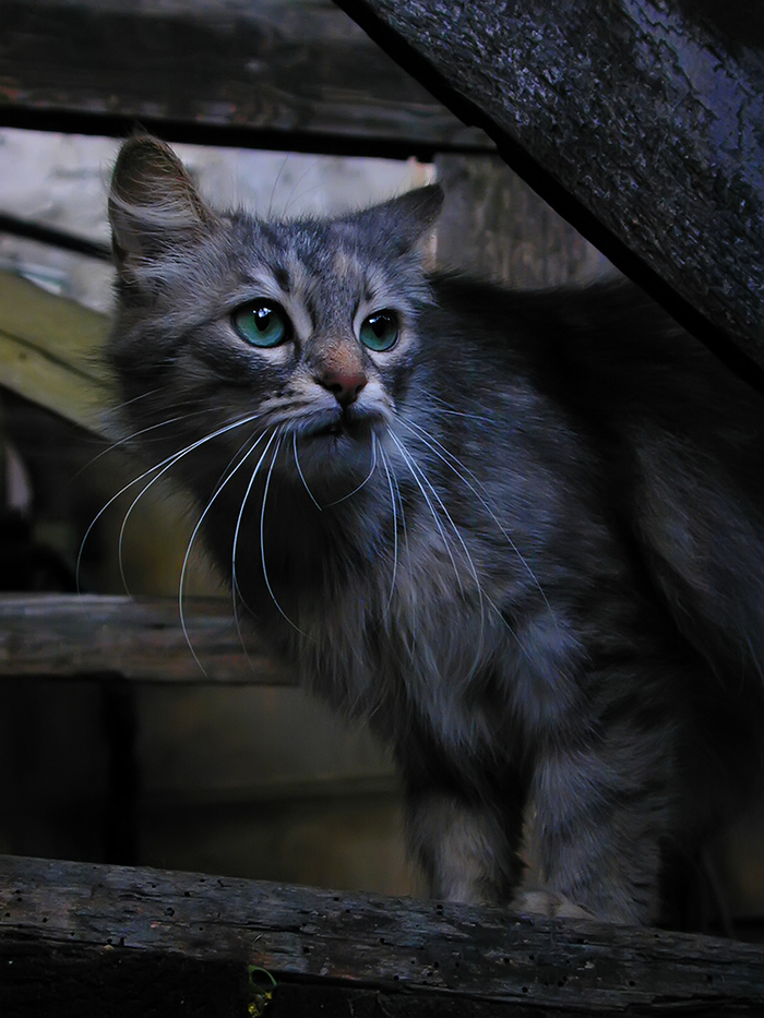 In the Odessa courtyard - cat, , Eyes, Odessa, My, My