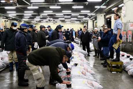 Tuna sells for $323,000 at Tokyo fish market - Agronews, Tuna, Tokyo, Japan, Market, A fish, Auction