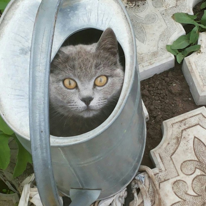 ������ �����