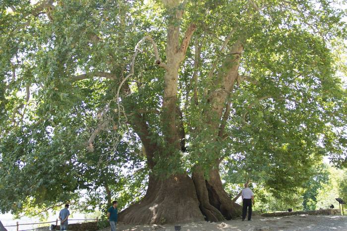 Tnjri - Plane tree which is 2000 years old. Nagorno-Karabakh. - My, Nagorno-Karabakh, Tree, The photo, Armenia, Longpost