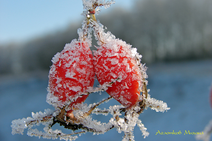 winter rosehip - My, Winter, The photo, Rose hip, Rime
