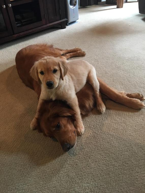 Tired - Dog, Golden retriever, Animals