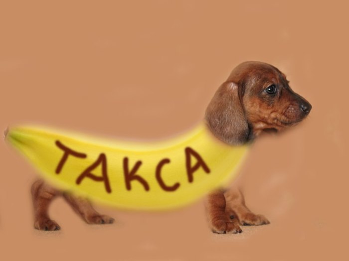 Symbol of the year - My, Dachshund, Photoshop, Children, Banana, 