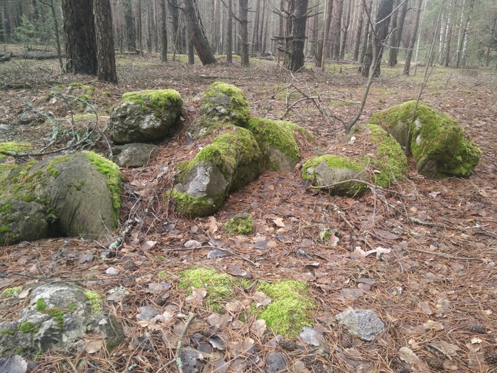 Bags of construction waste in the forest - My, Garbage, Forest, , Longpost, Nature