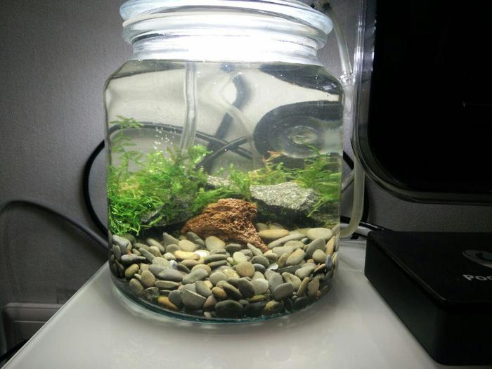 Micro aquarium in 1.5 liter jar. - My, Aquarium, , Longpost