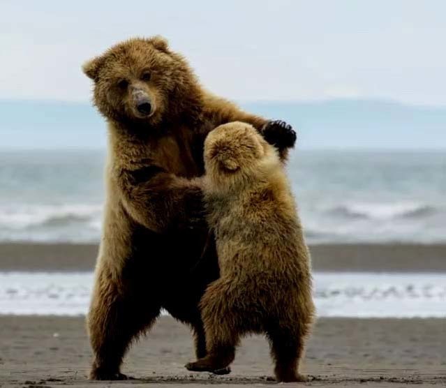 Dance teacher) - The Bears, Wild animals