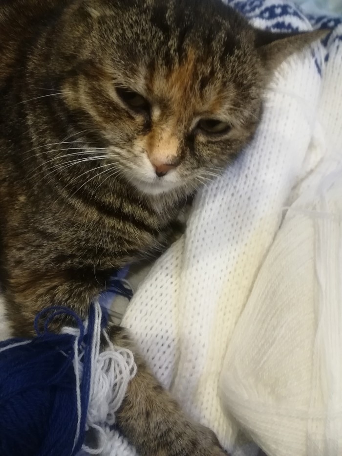 No, we will not knit today - My, cat, 