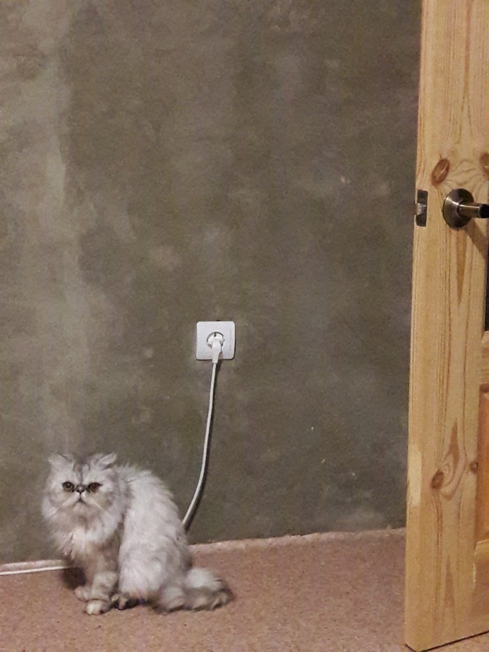 The secret of the energy of the cat Boris - My, cat, Energy, Charger, The photo