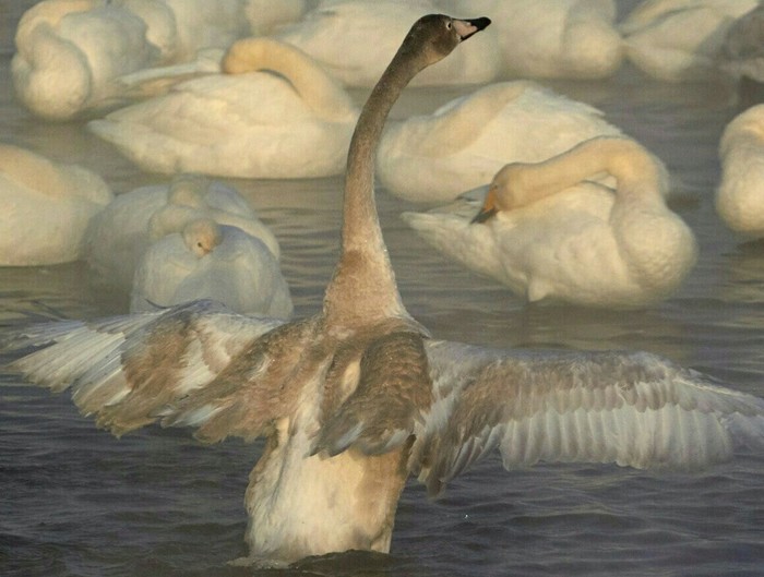 Lake Svetloe, Sovietsky district, Altai Territory. Swan wintering 2018 - My, Birds, Swans, Swan Lake, Lake, Wintering, 