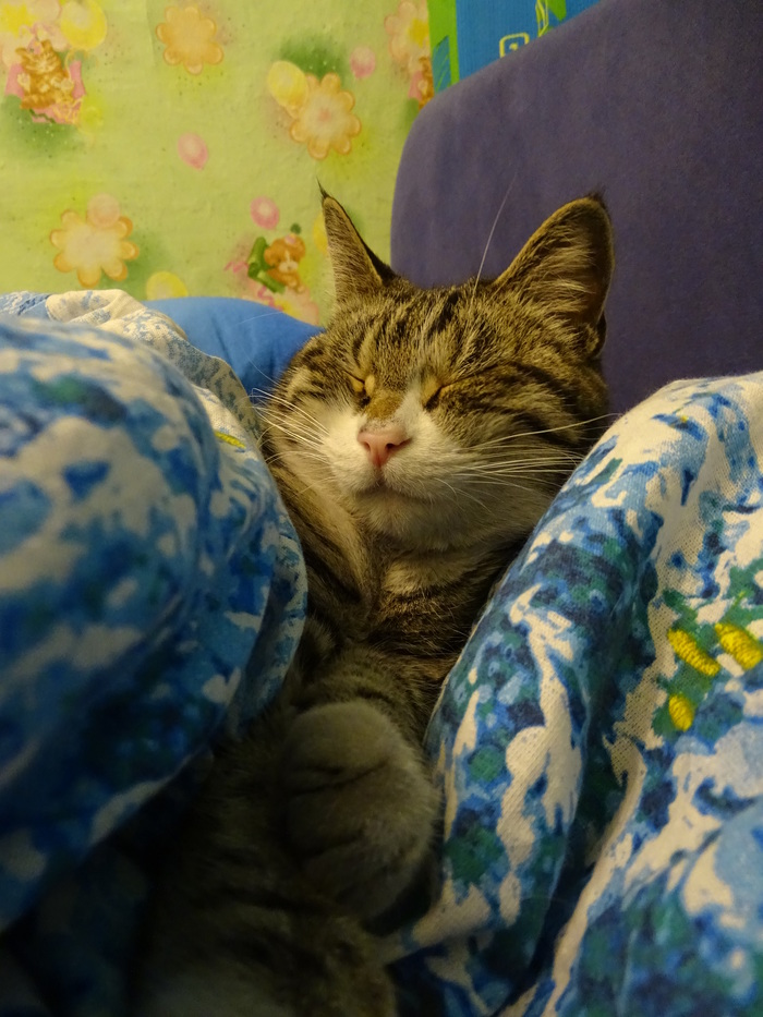 Timokha warmed up. - My, cat, , Dream, A blanket, Bed