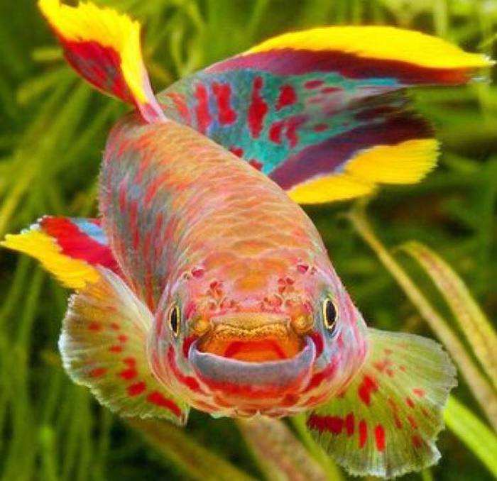 Fundulopanchax gardneri