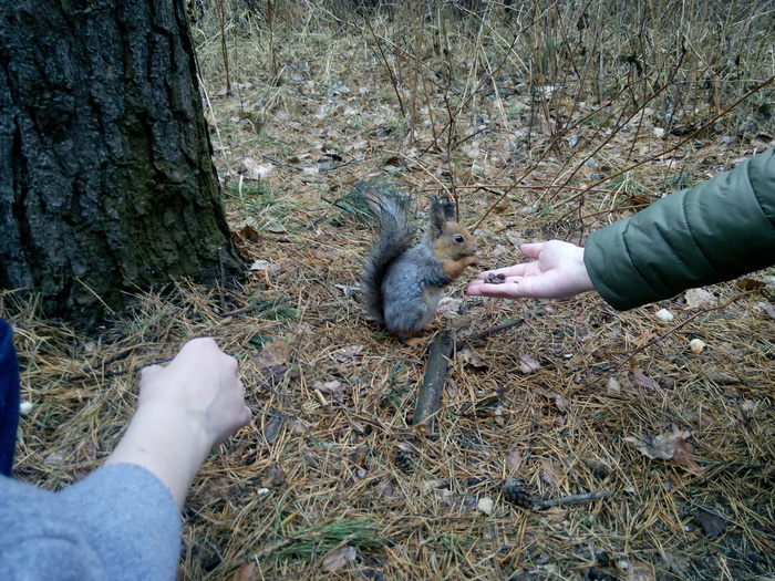 Squirrel from Karagai pine forest - My, Squirrel, Animals, Nuts, , My