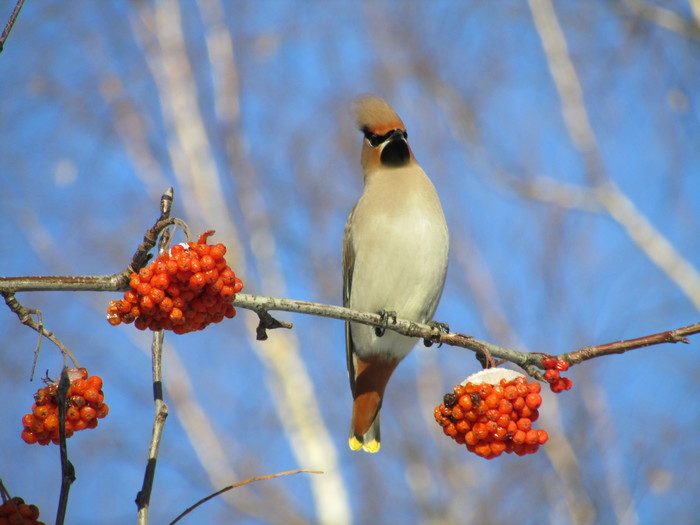 Waxwings - My, Waxwing, Zoom, Longpost, My