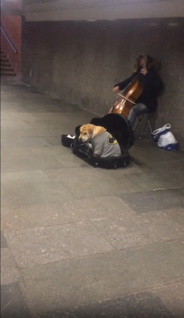 This Underground needs a new hero... - Moscow, Metro, Dog, Batman, Cello