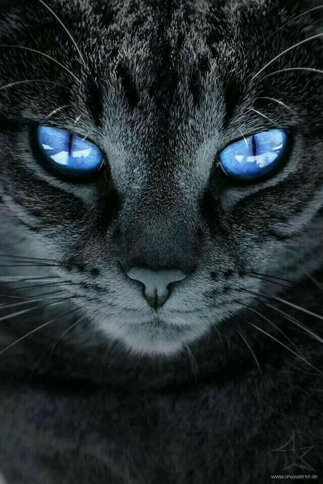 I love this eye color. - cat, , Class, Shades