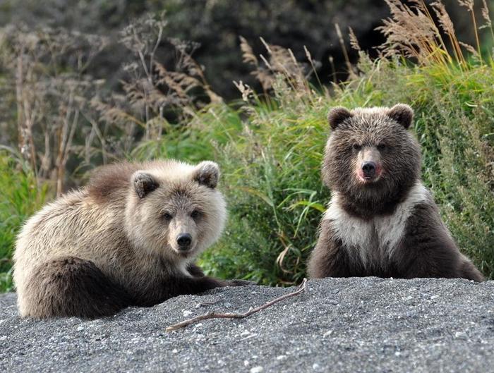 Wild nature of Kamchatka. - Kamchatka, Bear, Kronotsky Reserve, Liana of Baraba, Longpost, The Bears